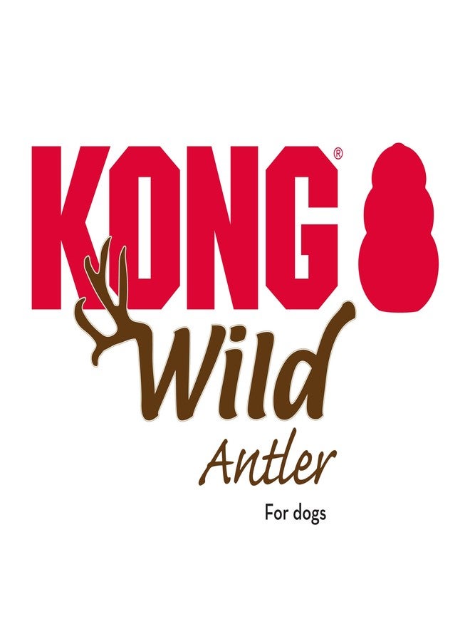 KONG Whole Antler Dog Chew – Durable Natural Elk & Deer Antlers for Strong Chewers - Naturally Shed, Long Lasting Chews (X-Small) - Image 5